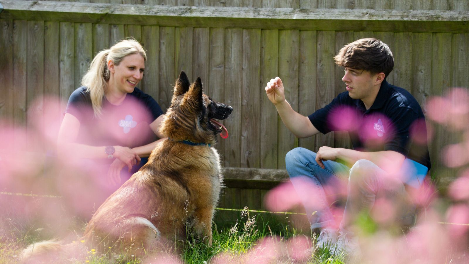 Training a german shepherd 2024 using a shock collar